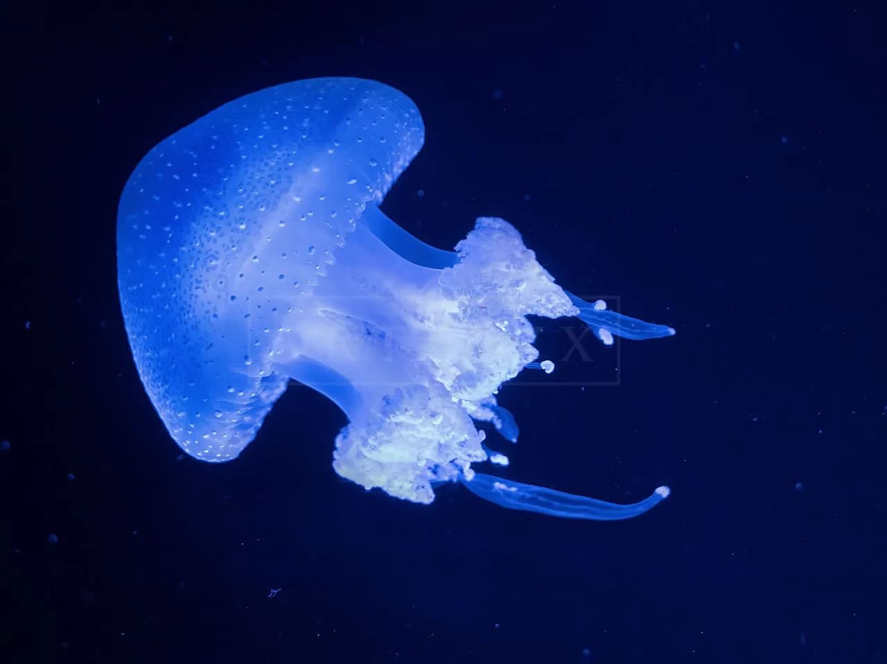 Blue Jellyfish Drift metal wall art by Artelyx Studios