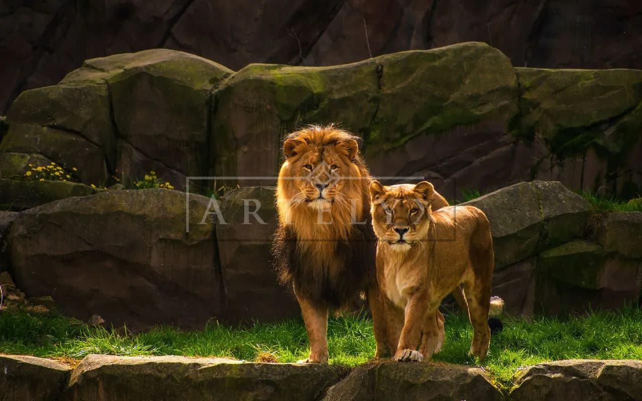 Royal Pair on the Sunlit Rocks metal wall art by Artelyx Studios