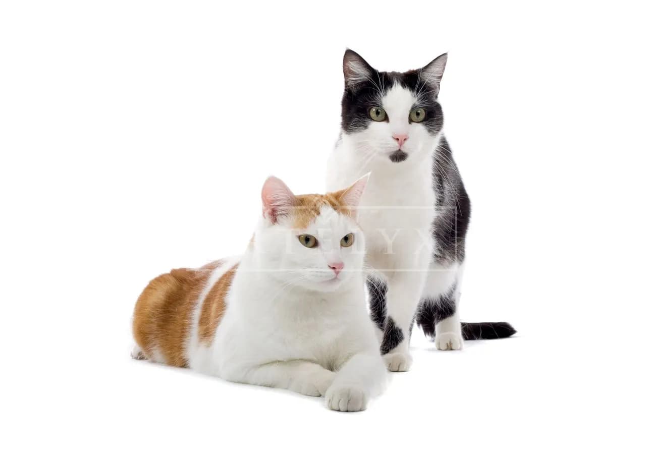 Two Cats in a Clean Studio Portrait metal wall art by Artelyx Studios