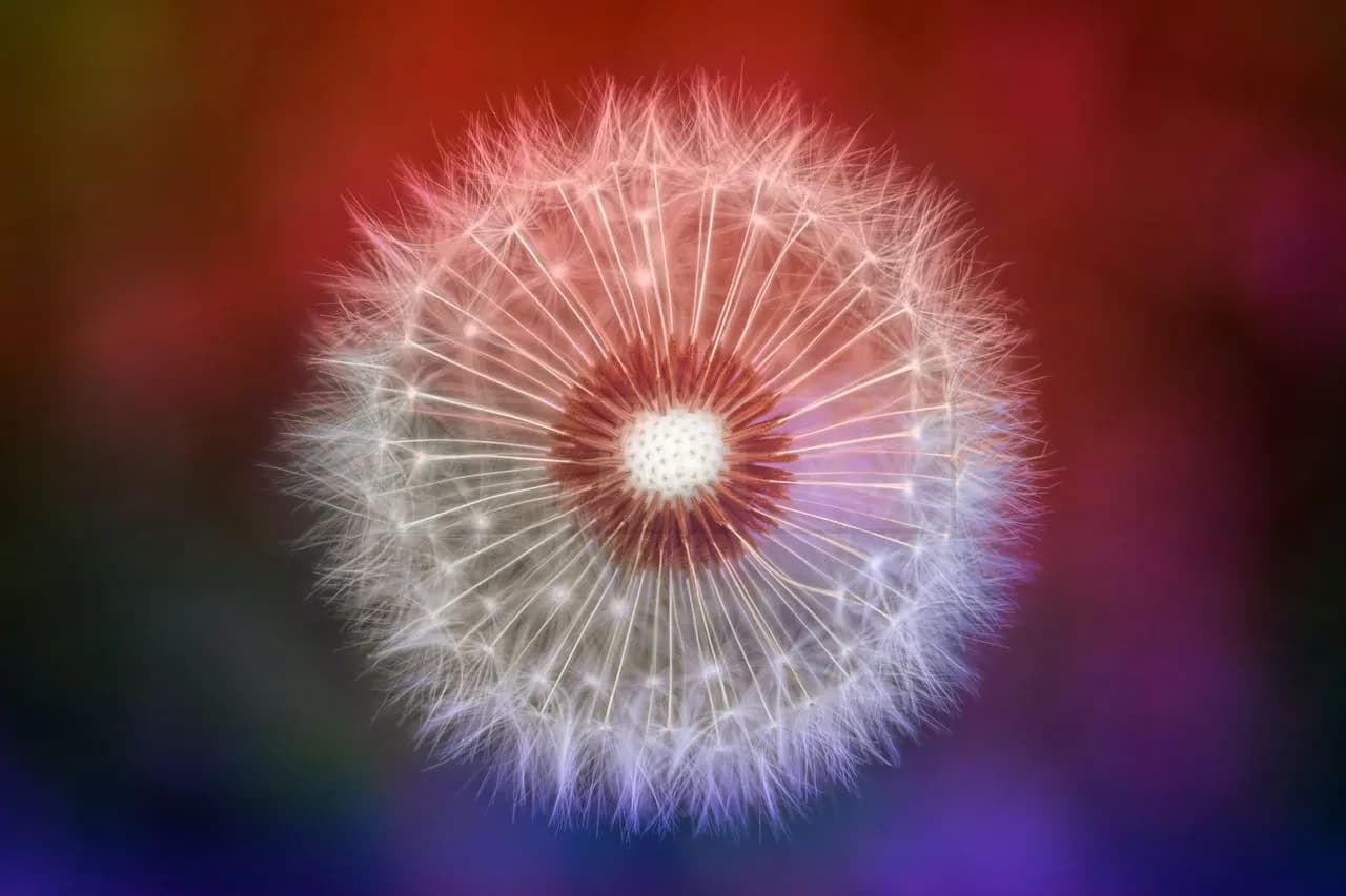 Soft Dandelion Macro Bloom metal wall art by Artelyx Studios