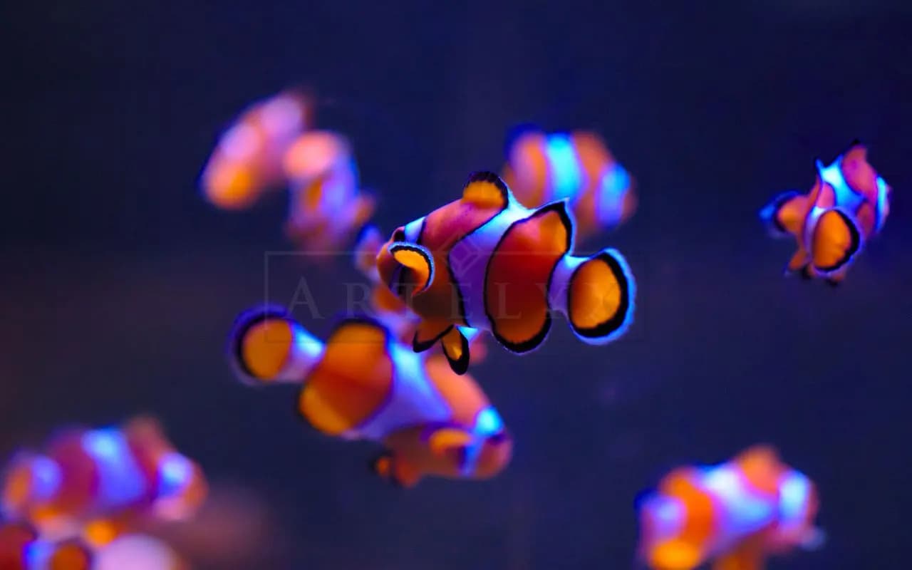 Neon Clownfish Underwater Scene metal wall art by Artelyx Studios