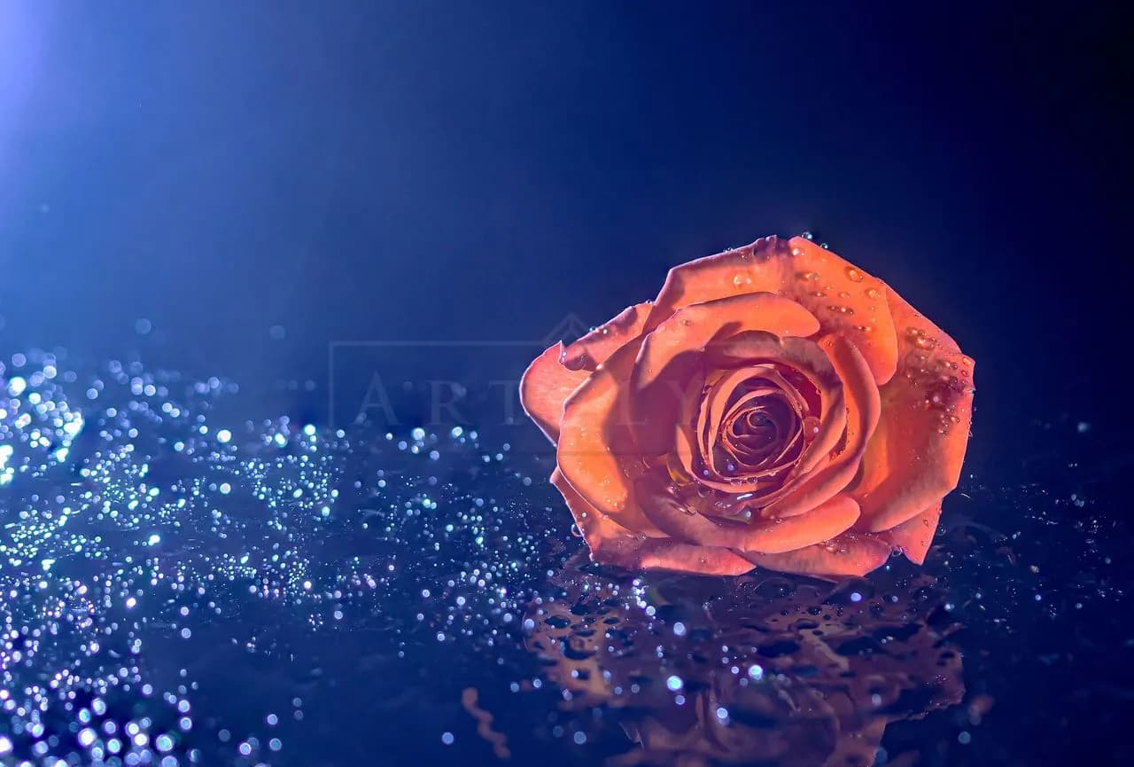 Orange Rose with Water Droplets metal wall art by Artelyx Studios