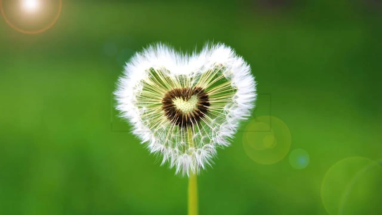 Heart-Shaped Dandelion Close-Up metal wall art by Artelyx Studios