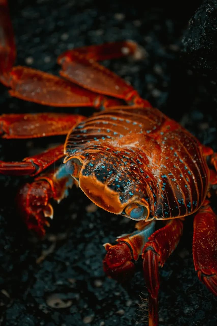 Crimson Crab Close-Up metal wall art by Artelyx Studios