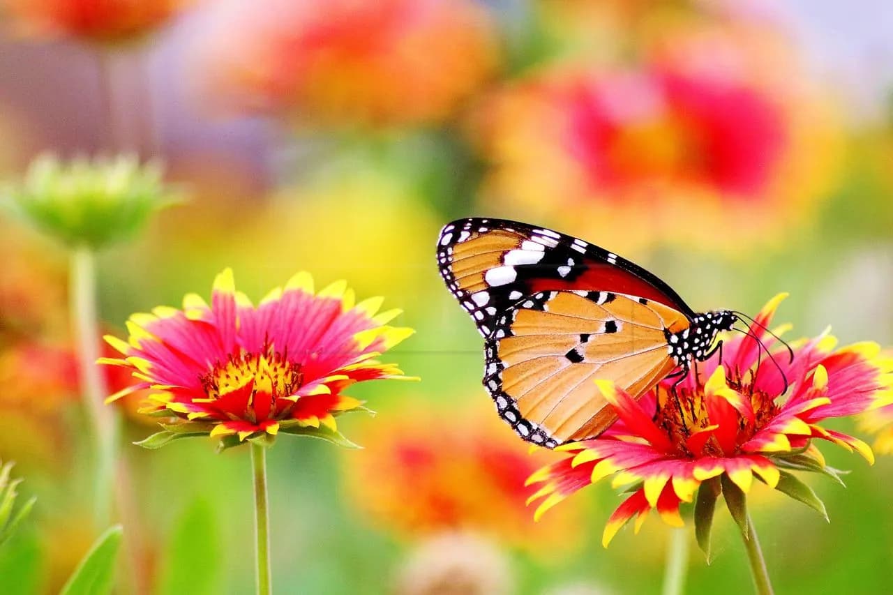 Monarch Butterfly on Vibrant Bloom metal wall art by Artelyx Studios