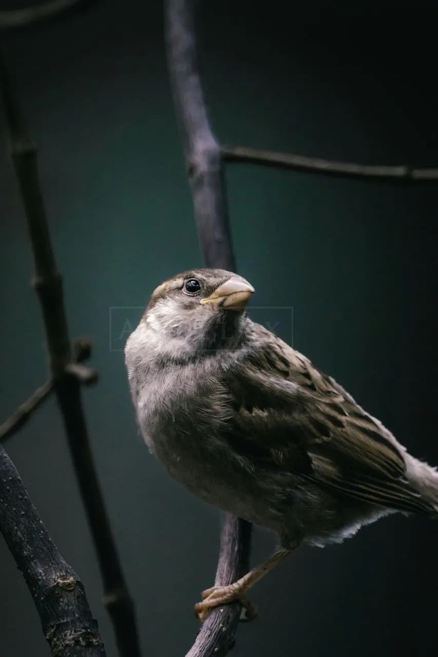 Sparrow on Bare Branch metal wall art by Artelyx Studios
