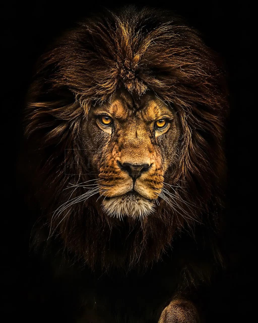 Regal Lion Portrait metal wall art by Artelyx Studios